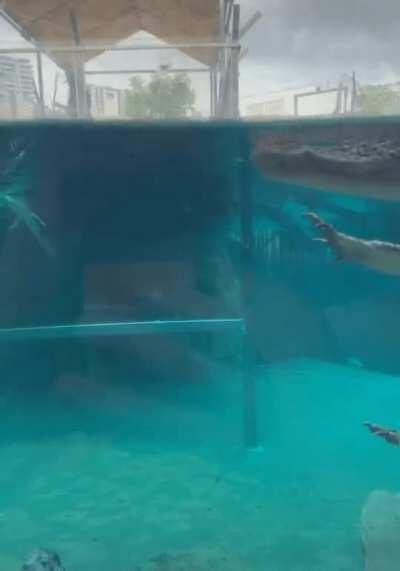 An alligator being a derp