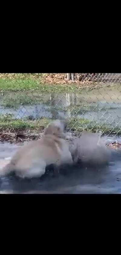 How happy this dog is