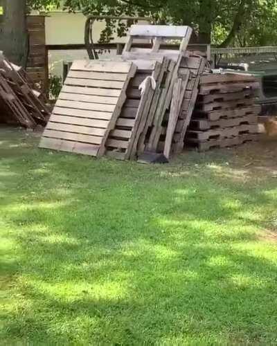 Chicken playing with a dog
