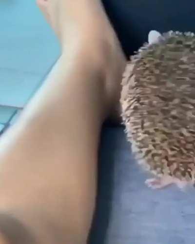 Hedgehog so sweet and innocent...and then...