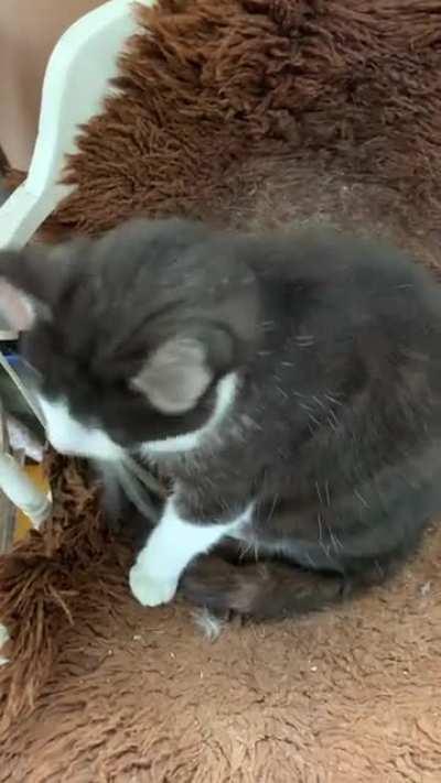 This fella loves a pat mare than anything I think