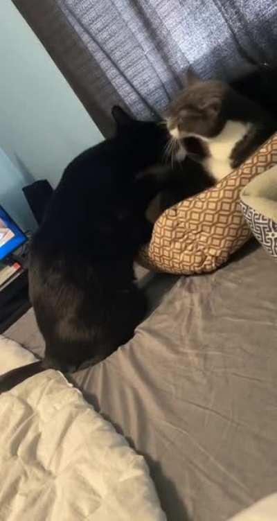 Touch the other pokemon