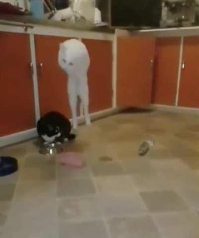 Dude what is this ( sorry if repost)