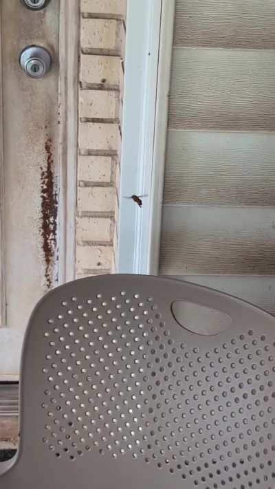 Stoned Wasp or Government Spy Bot?