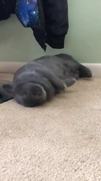 My sweet floppy girl Noodle:)