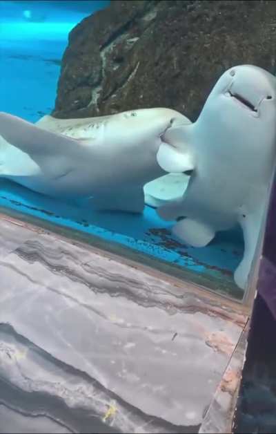 Подводный флирт