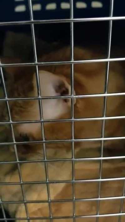 Pollo's Meows of Despair. he has to go to the vet for a routine teeth cleaning :(