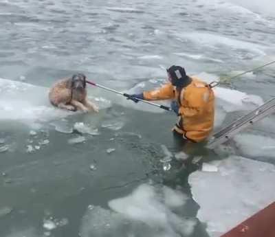 Animal control and fire department team up to rescue a dog trapped on the Detroit River