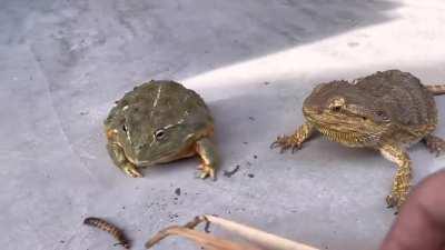 Feeding a African bullfrog and bearded lizard