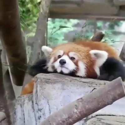 Panda drifting to sleep <3 <3