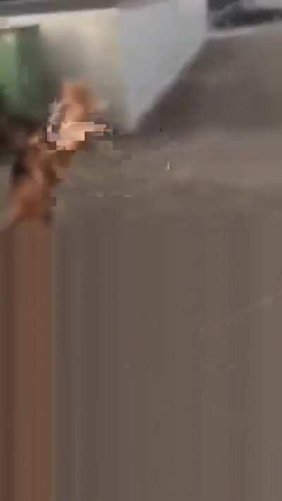 Cats are built different