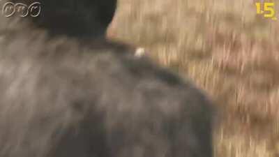 Apes together dumb 💎🦍