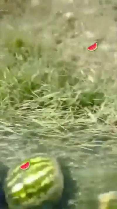 A nice video to cure depression