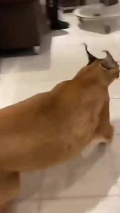 Look at da big floppa