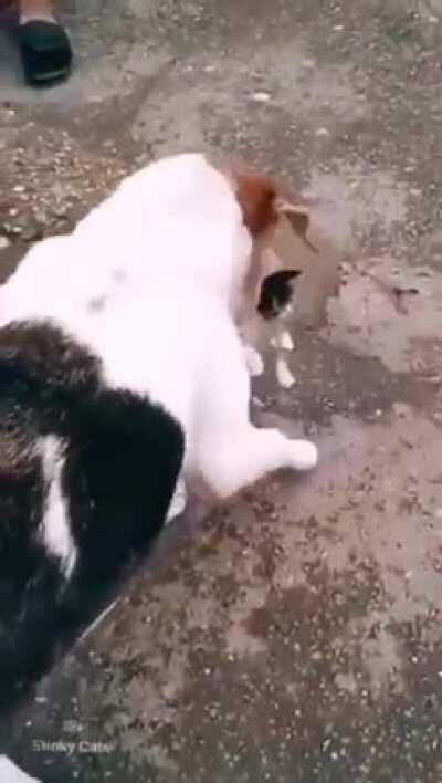 motherhood isn't subject to same DNA