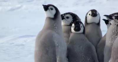 Empathy and protectiveness even though they are someone else's chicks, and not even the same species of penguin.