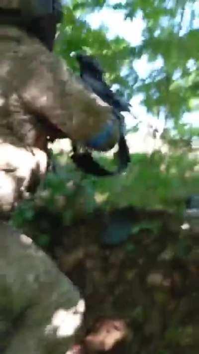 The sound of a modern day firefight. Ukraine 6/2024 [SFW]