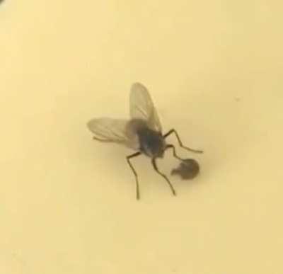 This fly removing its own head without noticing