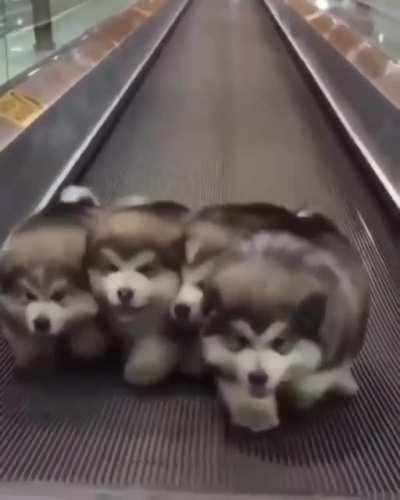 When nobody is fighting in Roll Out