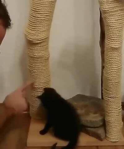Teaching a kitten how to use a scratching post