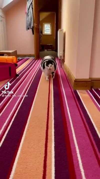 Chonk heard something