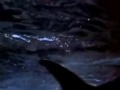 Flipper’s new trick