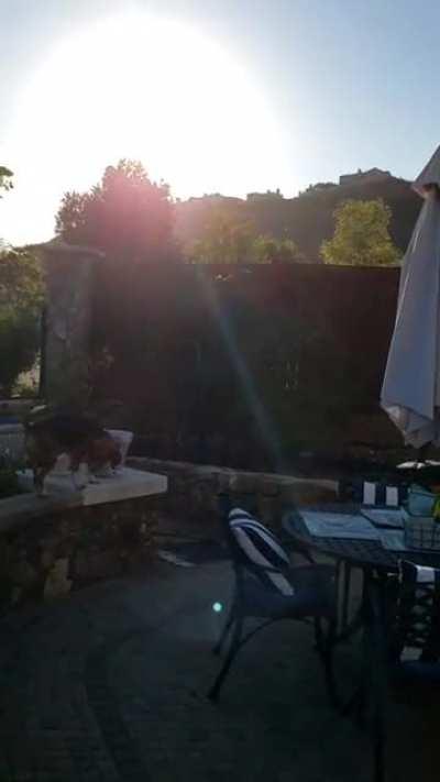 Angry Bird Attacks Dog