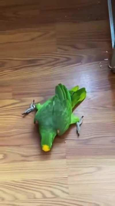 My amazon yellow crowned is being weird as hell