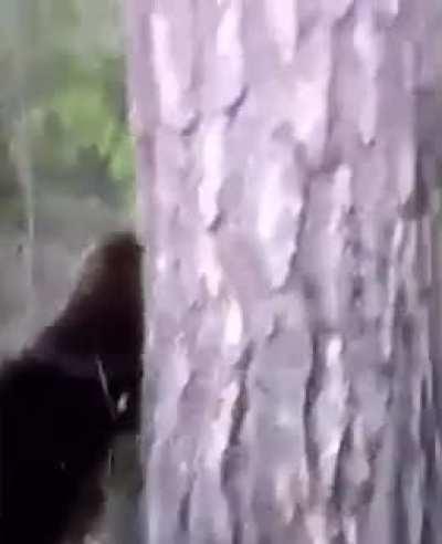 Man sneaks up on wild bear and kicks it,and gets mauled