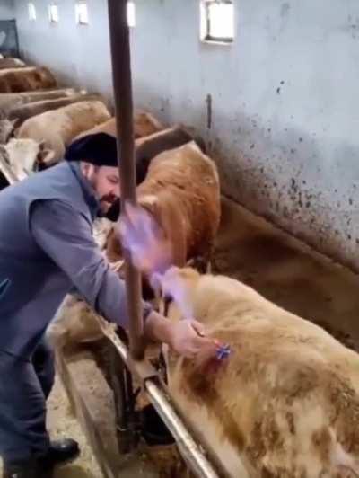 Ok but does your cow come with anti-lag? 😈😈😈