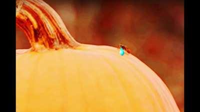 GarandThumb kills a bee boo hoo