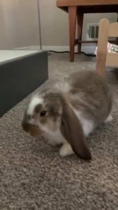 Day 1 with “Moose” our baby Yoda looking French Lop