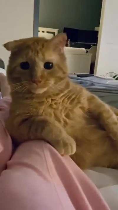 Handsome boy gets a loving new home