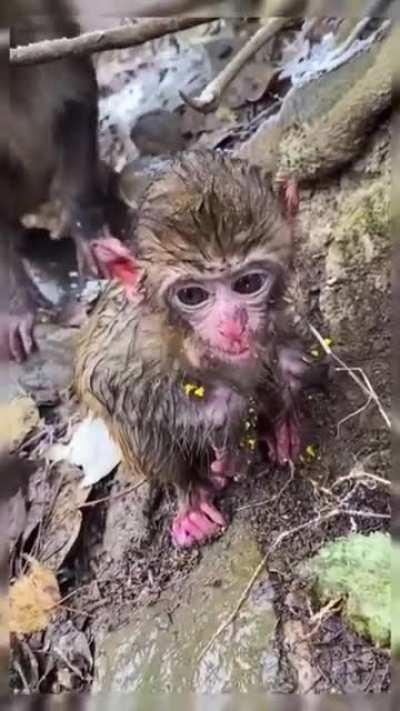 strawberry monkey (beginning is not great)