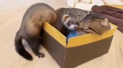 The Unlikely Yet Wholesome Pair