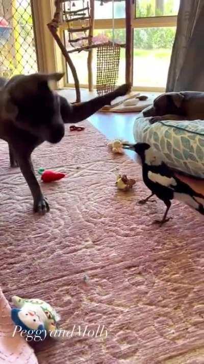 Buddies playing together👍🏻👍🏻👍🏻