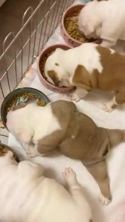 The style of eating is like no other