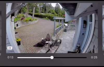 A Breast feeding mom saves her pet goose from a bald eagle