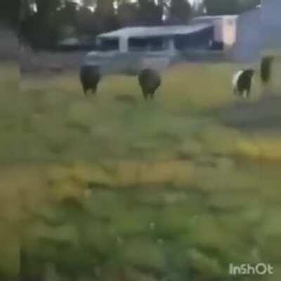 Somente um vídeo para lhe fazer feliz