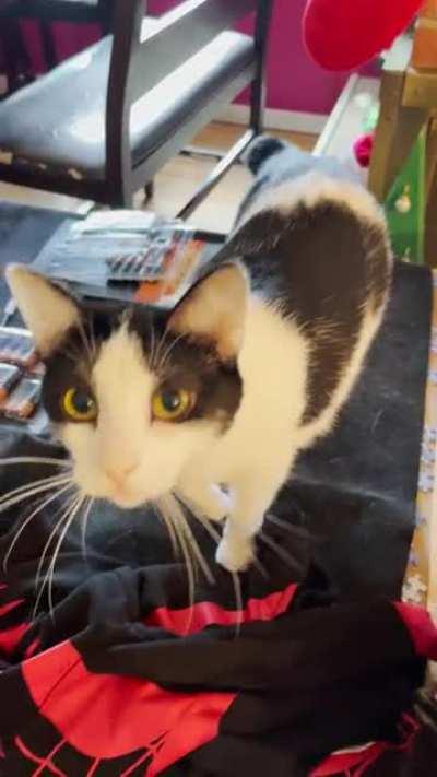 My friend’s kitty makes “beep beep” noises until you pet her.