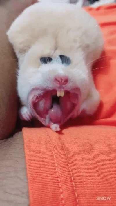 To the guy who put a guinea pig yawn here, I raise you a hamster yawn