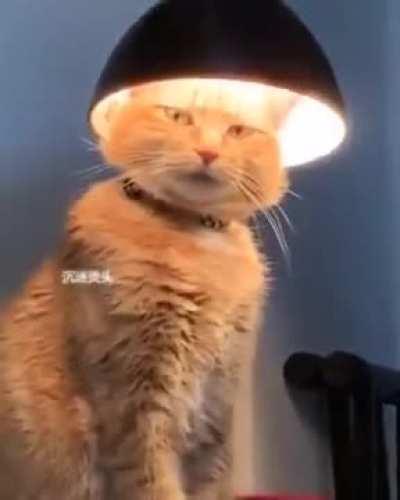 This kitty that found self enlightenment