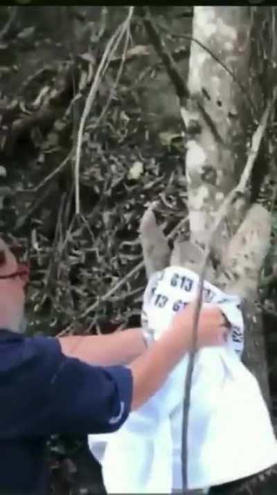 Благодарный ленивец