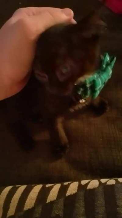 Cuddles is my daughter's birthday present and boy does he love to yell!