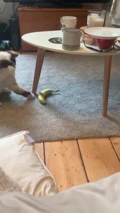 Pre banana fight taps