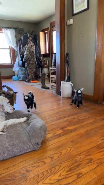 Ilsey and Lazarus love now days!!! Beelzebub might be hoping for warmer weather soon.