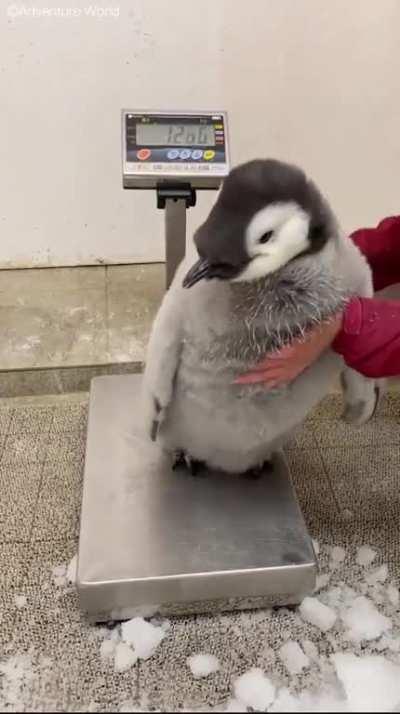 This absolute unit of a baby penguin 