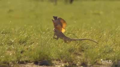 Frilled lizard's display of aggression is just a bluff which involves spreading out its neck frill & hissing aggressively at the threat with an open mouth. If they fail to stun the enemy they bolt. It continues its deliberate run without stopping or l
