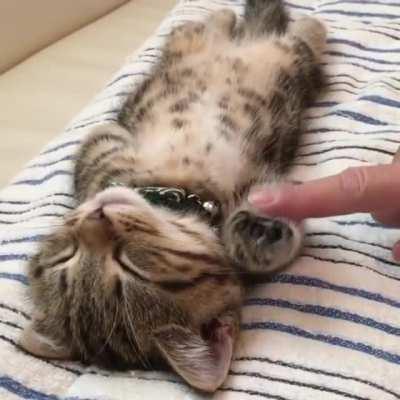 Not sure if sleeping or in a cat coma.