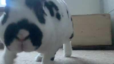 Spoon walking towards the camera. Not hopping. WALKING. Like a predator